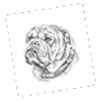Portraitzeichnung Bulldogge