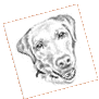 Portraitzeichnung Hund