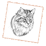 Portraitzeichnung Katze