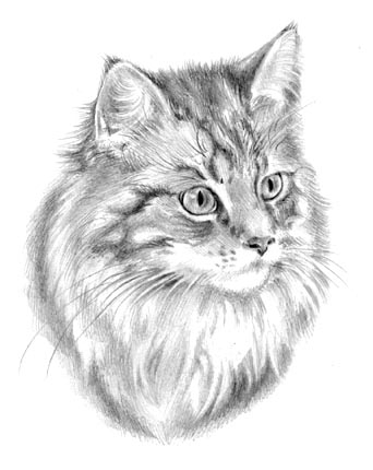 Portraitzeichnung Katze
