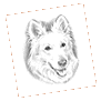 Portraitzeichnung Schäferhund