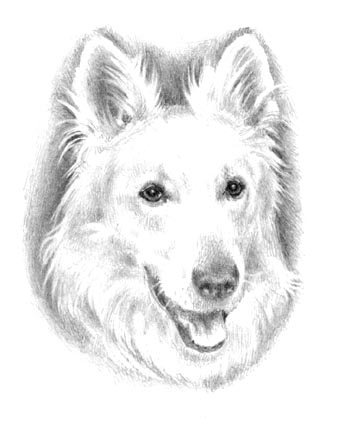 Portraitzeichnung Schäferhund